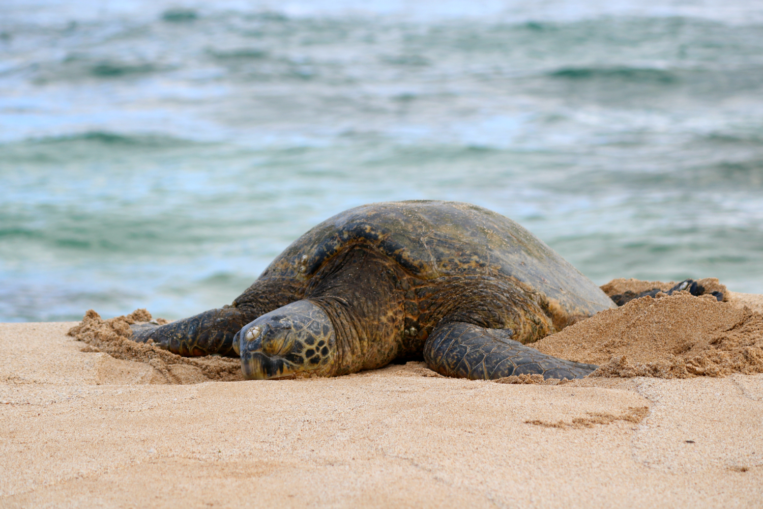 Southern In Law SIL in Hawaii Why You Should Rent a Car in Oahu + Our